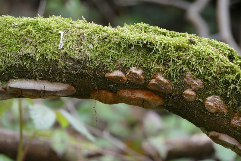 Phellinus lundellii?