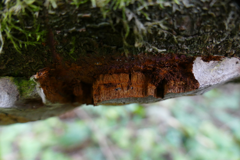 Phellinus lundellii?