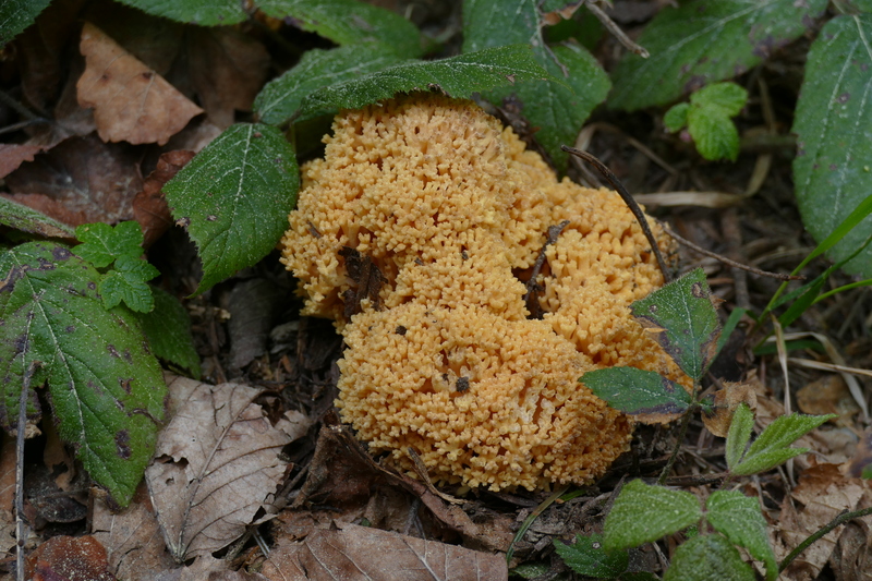 Ramaria praceox?