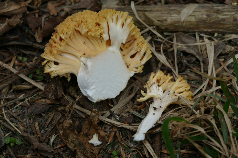 Ramaria praceox?