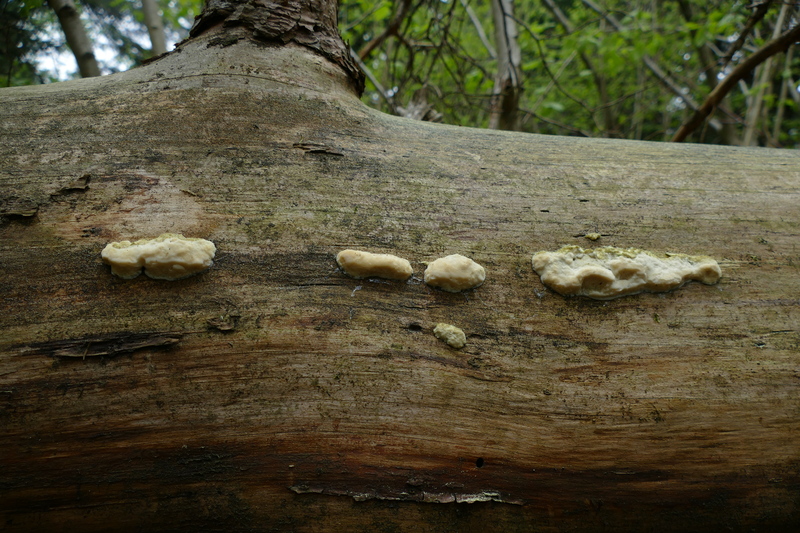 Diplomitoporus flavescens?