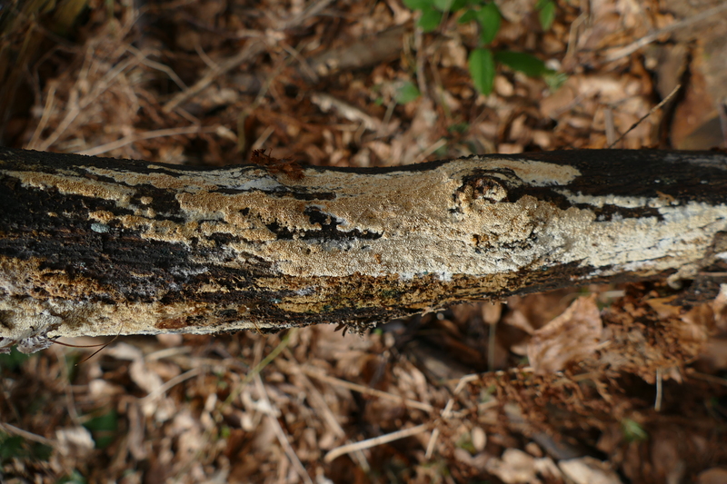 Hyphodontia?