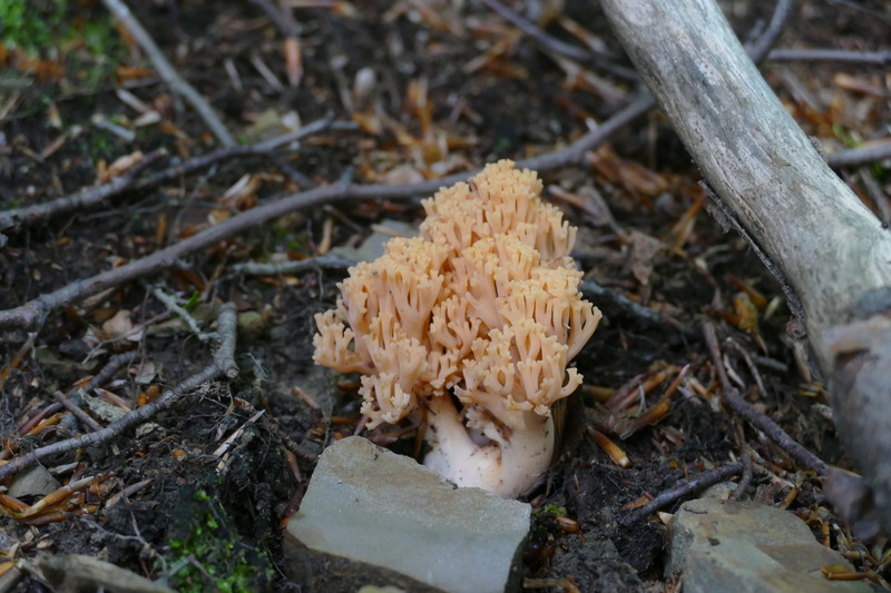 Ramaria formosa?