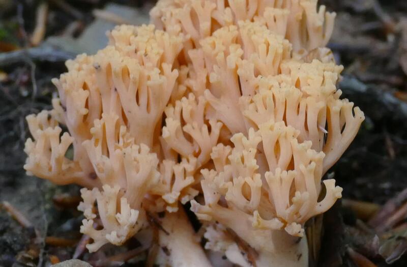 Ramaria formosa?