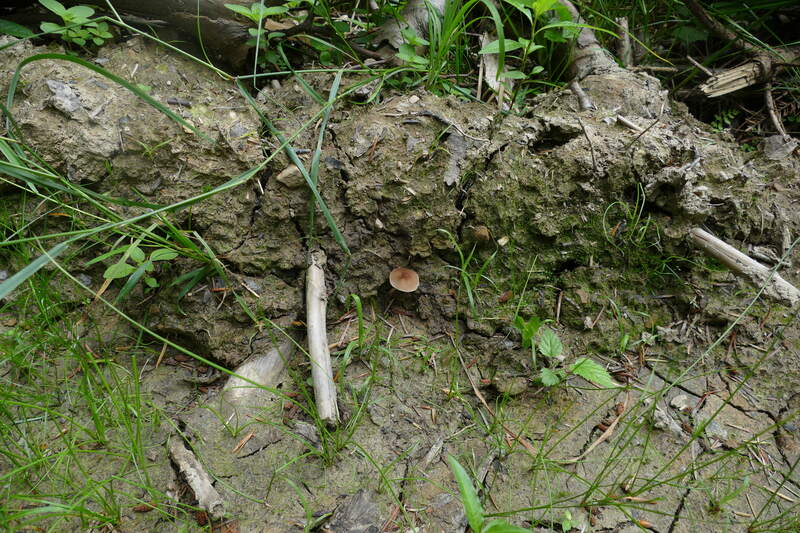 Psathyrella sp.