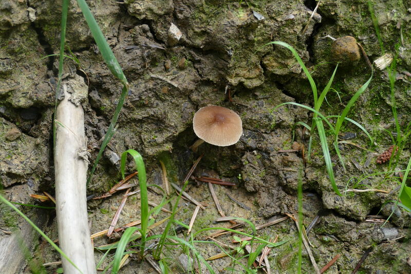 Psathyrella sp.