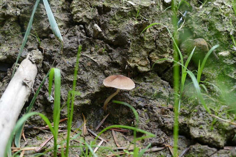 Psathyrella sp.