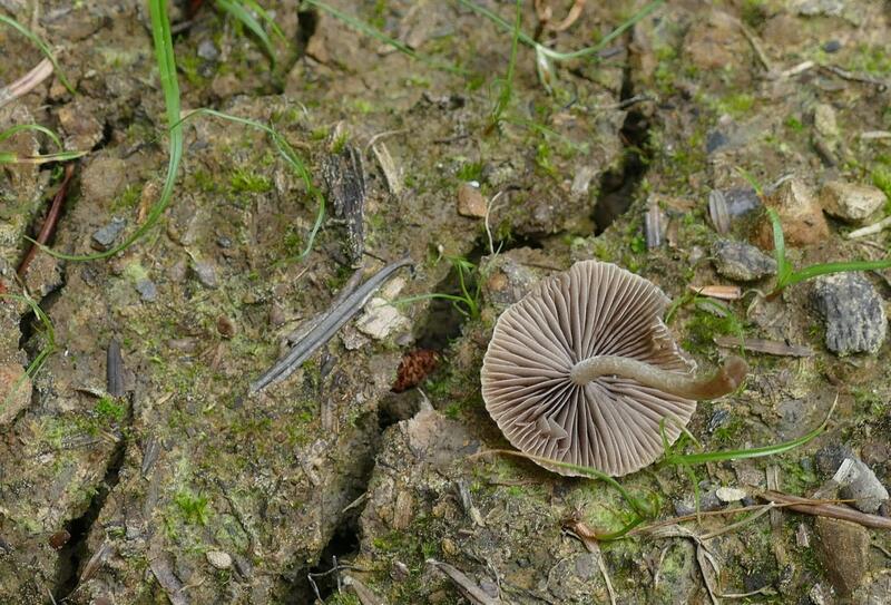 Psathyrella sp.