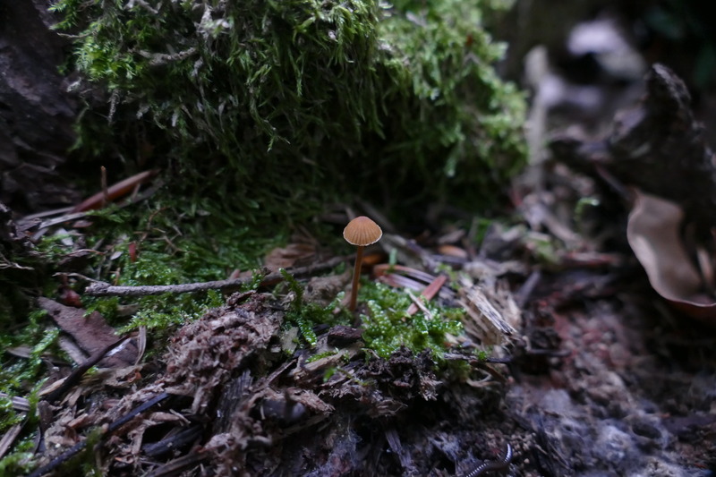 Galerina sp.