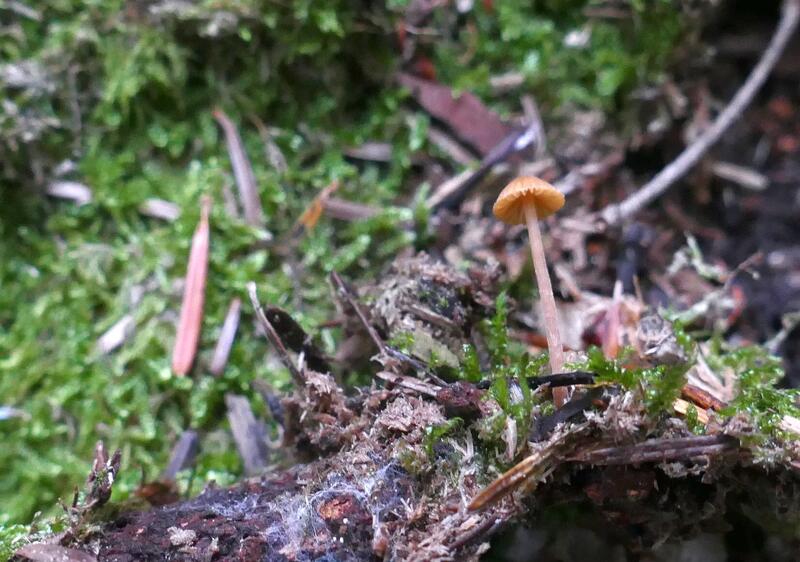 Galerina sp.