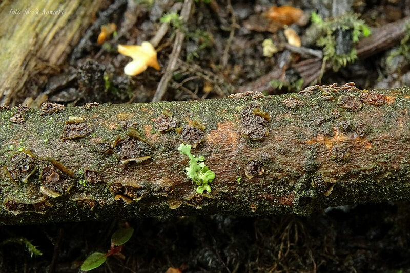 Unguiculariopsis