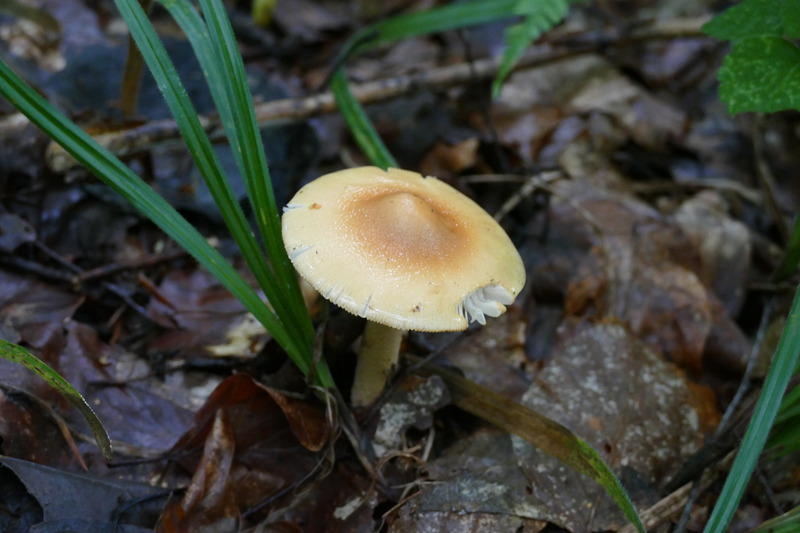 Amanita crocea?