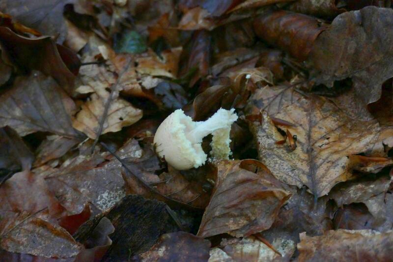 Lepiota clypeolaria?