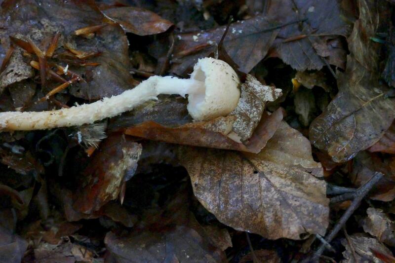 Lepiota clypeolaria?