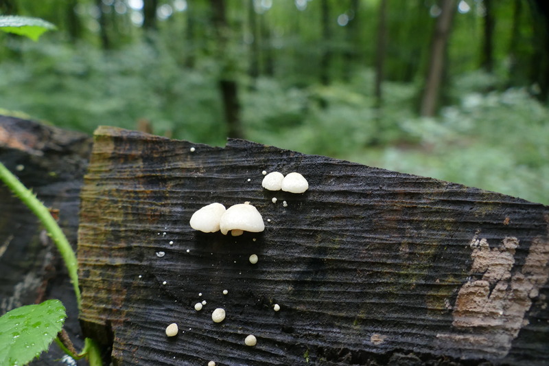 Crepidotus sp.