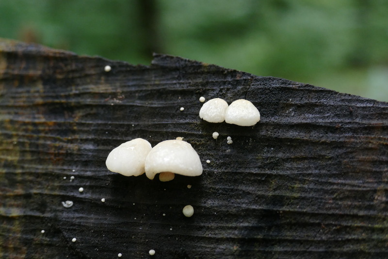 Crepidotus sp.