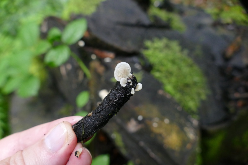 Crepidotus sp.