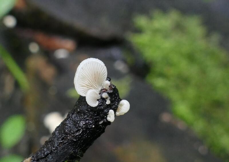 Crepidotus sp.