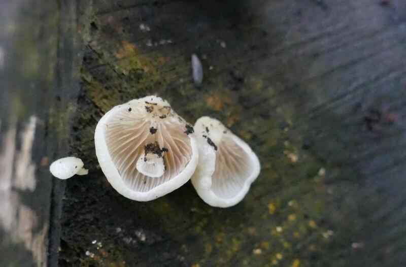 Crepidotus sp.