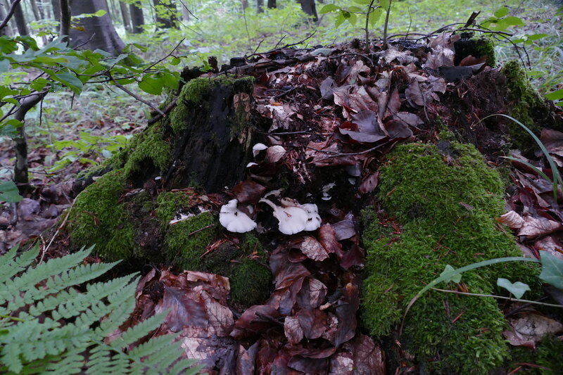 Crepidotus czy Hohenbuehelia?