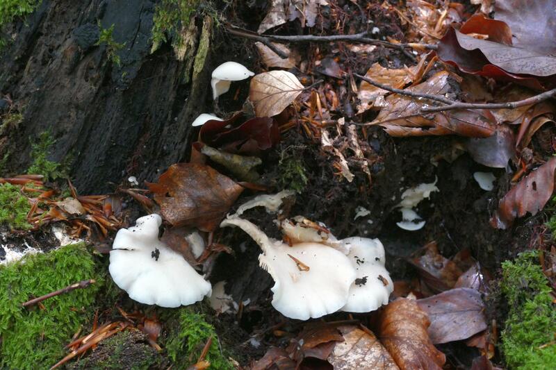 Crepidotus czy Hohenbuehelia?