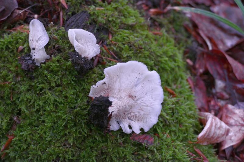 Crepidotus czy Hohenbuehelia?