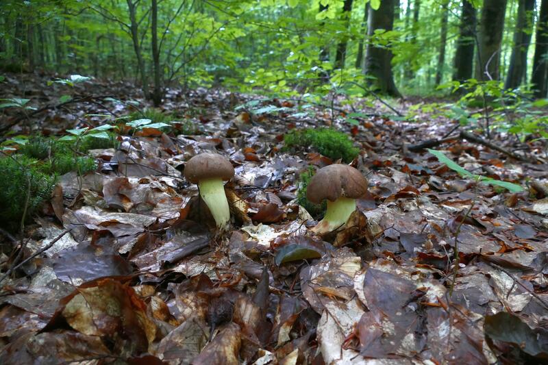 Butyriboletus appendiculatus