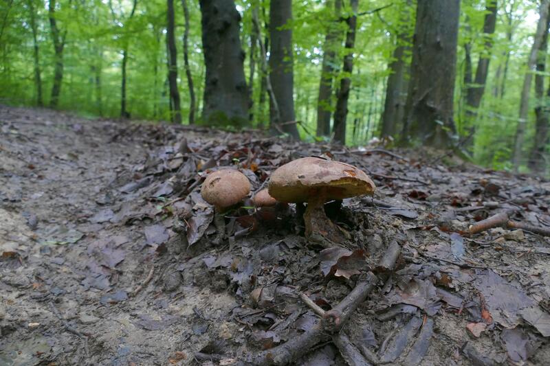 Butyriboletus appendiculatus