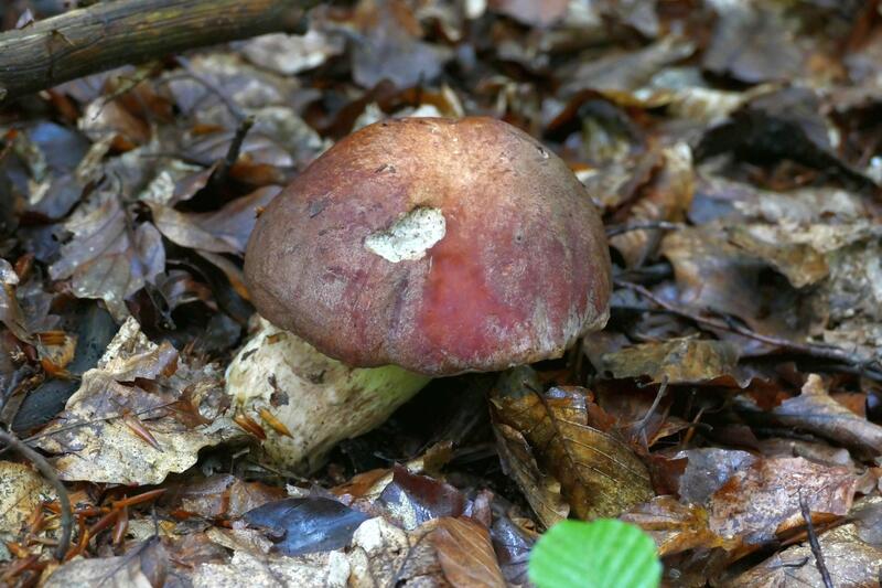 Butyriboletus appendiculatus