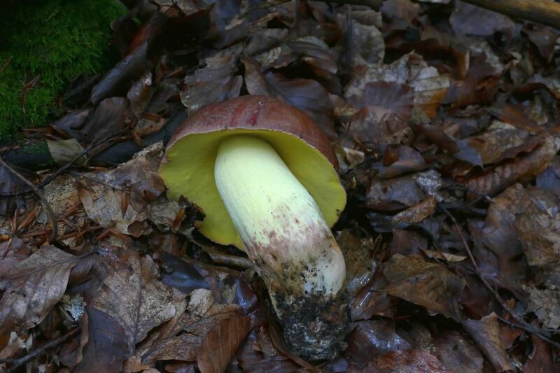 Butyriboletus appendiculatus