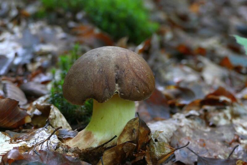 Butyriboletus appendiculatus