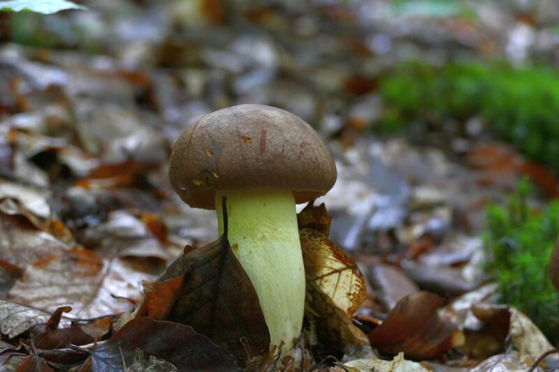 Butyriboletus appendiculatus