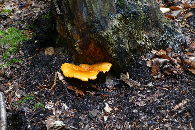 Hygrophoropsis rufa?