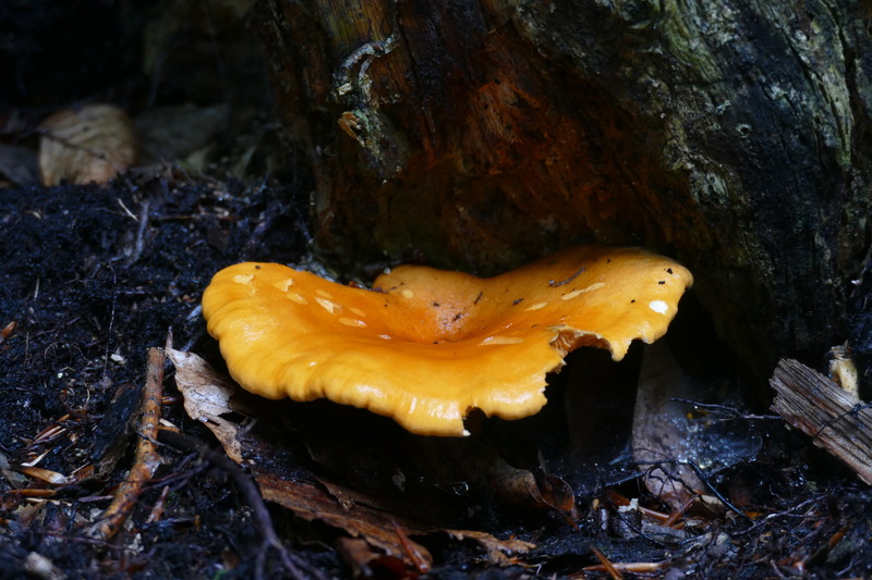 Hygrophoropsis rufa?