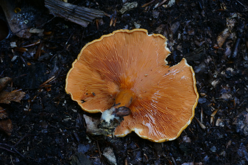 Hygrophoropsis rufa?