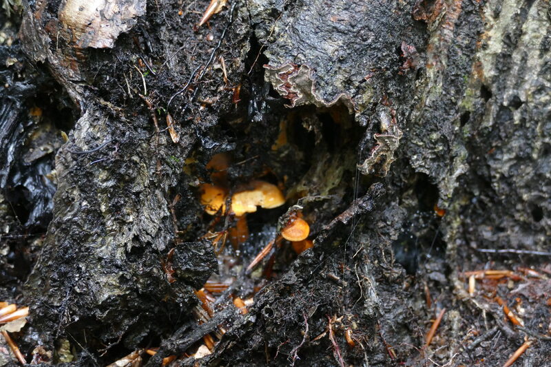 Hygrophoropsis rufa?