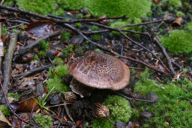 Hydnellum glaucopus czy scabrosum?