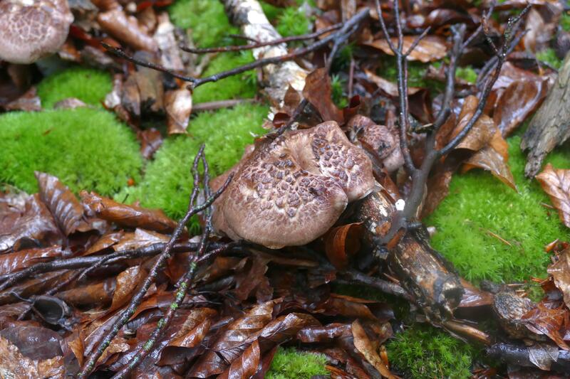 Hydnellum glaucopus czy scabrosum?