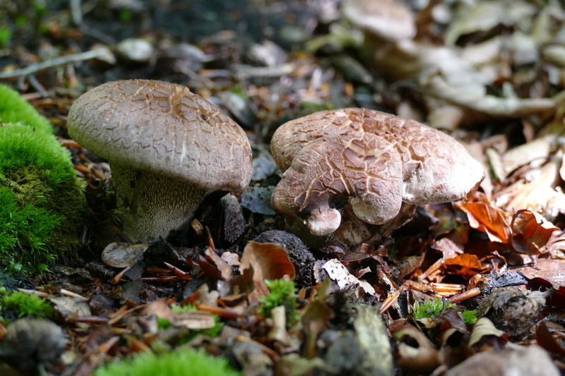 Hydnellum glaucopus czy scabrosum?