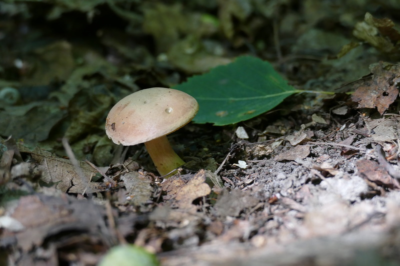 Hortiboletus engelii?