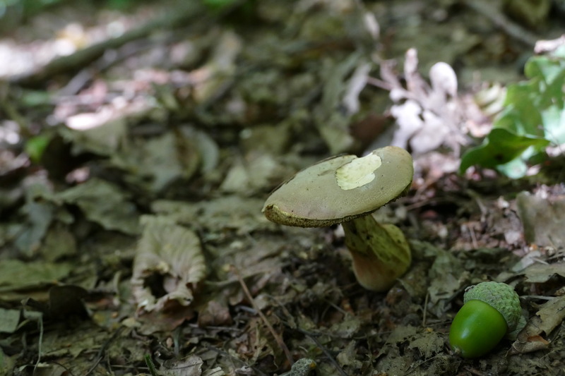 Hortiboletus engelii?