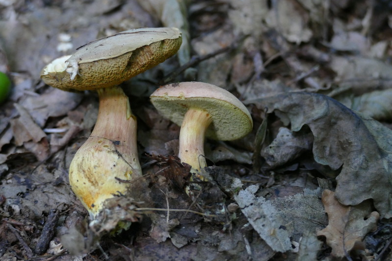 Hortiboletus engelii?