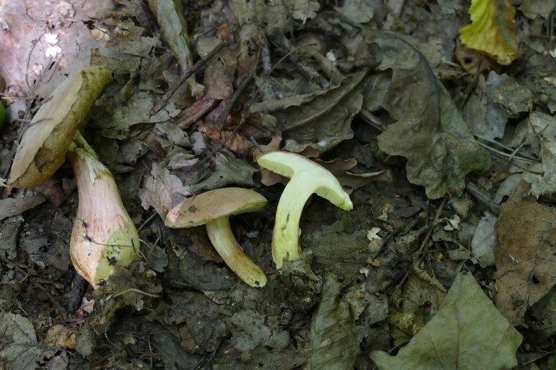 Hortiboletus engelii?