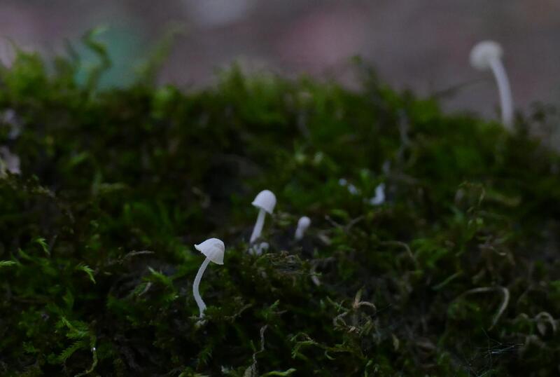 Mycena corynephora?