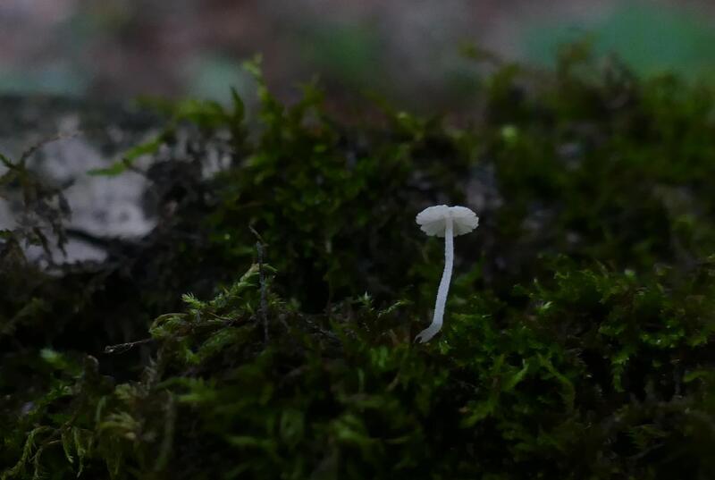 Mycena corynephora?