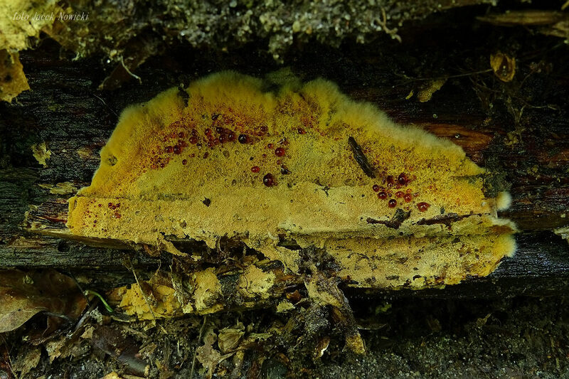 odontia fibr