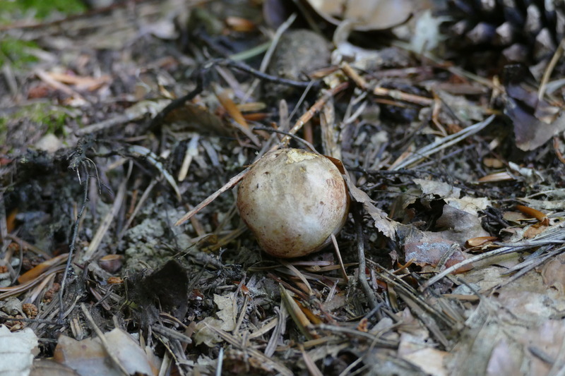 Rhizopogon sp.