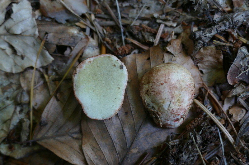 Rhizopogon sp.