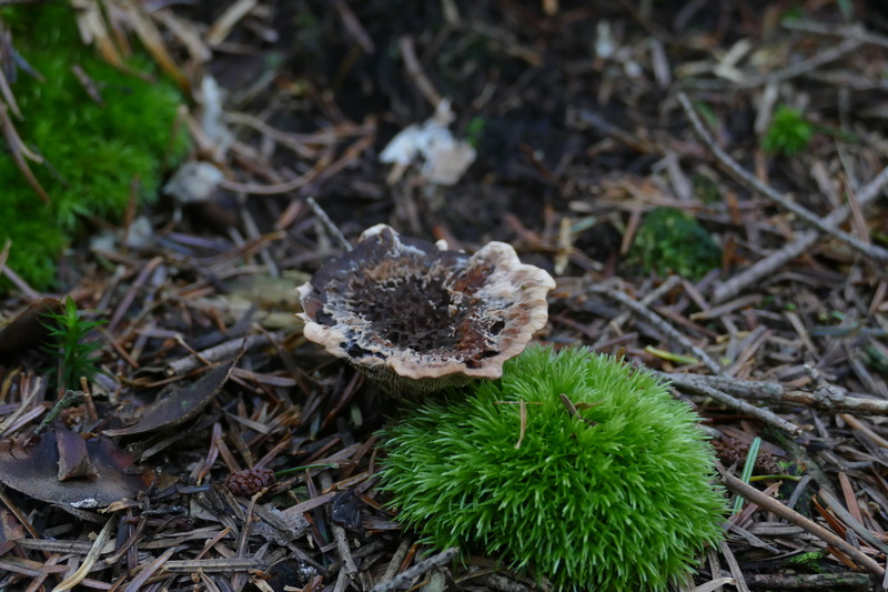 Hydnellum scrobiculatum czy mo&#191;e concrescens?