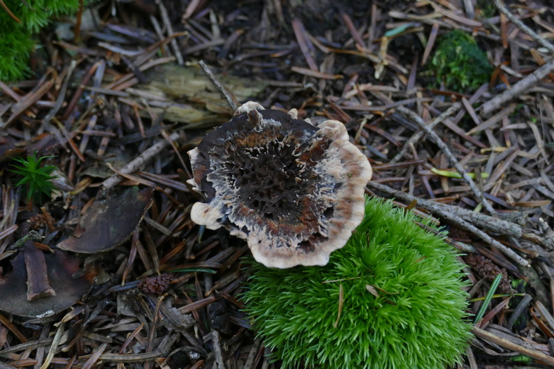 Hydnellum scrobiculatum czy mo&#191;e concrescens?